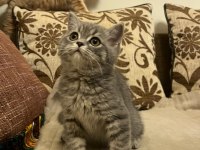 Dişi british longhair iç-dış