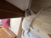 scottish fold 1 yaşında