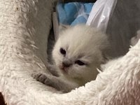 YENİ DOĞAN KEDİLERİME SICAK YUVA ARANIYOR