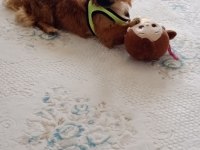 Cins pekinez köpeğimize yuva arıyoruz