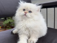 British Longhair By1133 Anne Baba Şecereli Yavru