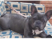 Blue fransız bulldog yavruları