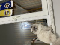 Erkek scottish bluepoint longhair