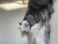 1 Yaşında Dişi Ve Erkek British Shorthair