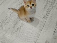 Minicik british shorthair bebişlerim