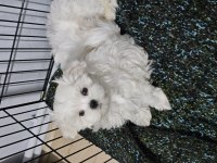 Safkan 0 numara kore maltese bebekler