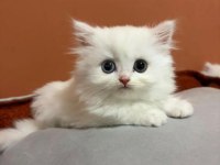 Şecereli Baba British Longhair Point Yavrumuz