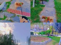 Cins pekinez köpeğimize yuva arıyoruz