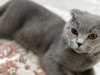 10 Ağustos doğumlu scottish fold