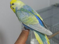 Kaliteli Ortada Üst Vasıf Rainbow Muhabbet Kuşu