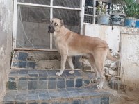 Türk çoban köpeği 2 yaşında Kangal köpeği