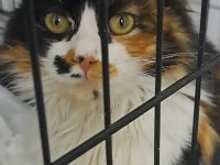 ACİL! KEDİMİZİN SOKAKTA YAŞAMASI MÜMKÜN DEĞİL