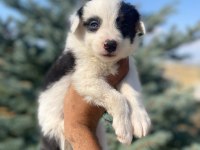 Petmode köpek çiftliğinden border collie yavrular