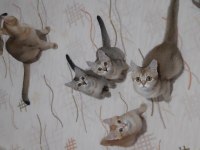 British shorthair yavrularımız