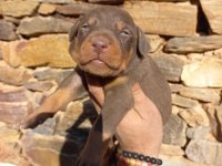 Orjinal king doberman yavrular