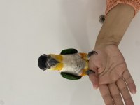 Üst düzey siyah kafa caique
