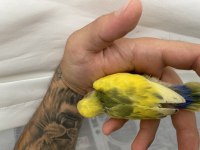 El besleme full evcil papağanımız