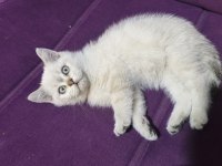 Dişi 2 aylık british shorthair