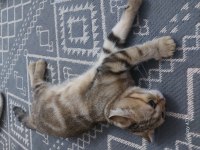 3 aylık eğitimli dişi scottish fold
