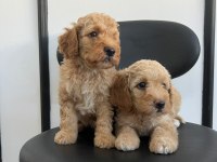 Irk Garantili Poodle Yavrular