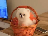 Teddy bear pomeranian yavrularımız
