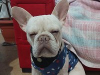 1 YAŞINDA SECERELİ GEN TESTİ VAR FRENCH BULLDOG