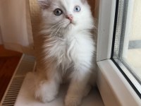 Safkan british longhair yavrular