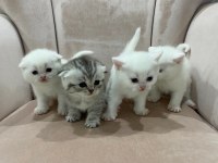 A KALİTE BEMBEYAZ REZERVE AÇIK YAVRULAR BRİTİSH SHORTHAİR