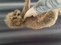 1 Yaşında 2 Kg Erkek Red Toy Poodle