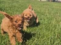 TEACUP MALTİPOO BEBEKLERİ SİZLERİ BEKLİYOR 