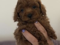 Evde Büyüyen Poodle Bebeklerim
