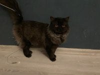 Erkek British Longhair Kedisi