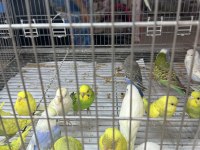 BEBEK MUHABBET KUŞLAR YENİ YEME DÜŞMÜŞ