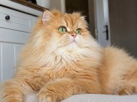 Neslinin En İyisi Golden NY12 Longhair British Yavrular