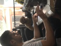 3 aylık Erkek maltipoo