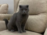 10 Ağustos doğumlu scottish fold