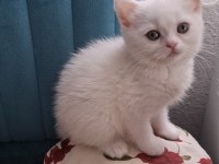 British Shorthair Yeni Yuvasına Gitmeye Hazır Dişi Yavrumuz