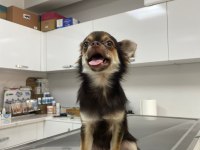 Chihuahua Cinsi Büyümeyen
