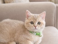 3,5 Aylık Erkek British Shorthair