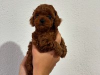 Muhteşem yüz renk ve tüy kalitesine sahip poodle bebekler
