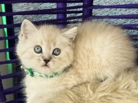 British Shorthair Lynx Point yavrular
