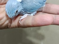 Pied cep papağanı forpus