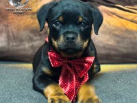 A şecereye sahip Rottweiler yavrular