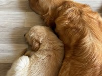 Dünya tatlısı golden retriever yavrularımız yuva arıyor