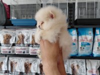 Pomeranian boo erkek yavrularımız