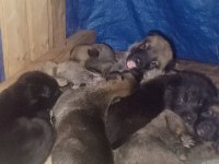 8 Adet Safkan Belçika Kurdu Yavruları