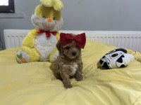 Dişi erkek maltipoo bebeklerimiz