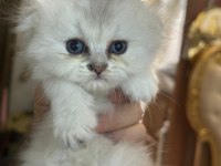Bristh shorthair ve scotih fold yavrularimiz