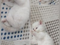 EV ORTAMINDA BÜYÜMÜŞ PREMIUM KEDİLER