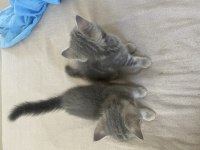 British Shorthair Blue Tabby Yavrular
